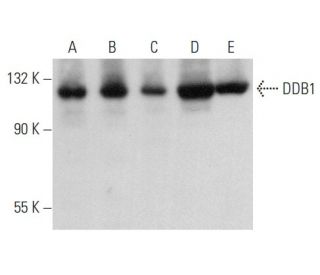 DDB1 Antibody (C-2) - Western Blotting - Image 357146 