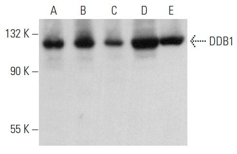 DDB1 Antibody (C-2) | SCBT - Santa Cruz Biotechnology