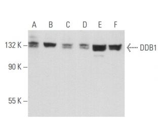 western blotting image from recommended DDB1 (E-11) monoclonal antibody replacement. Image 356722