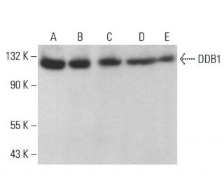 DDB1 Antibody (C-2) - Western Blotting - Image 381853
