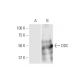 DDC Antibody (8E8) - Western Blotting - Image 347547