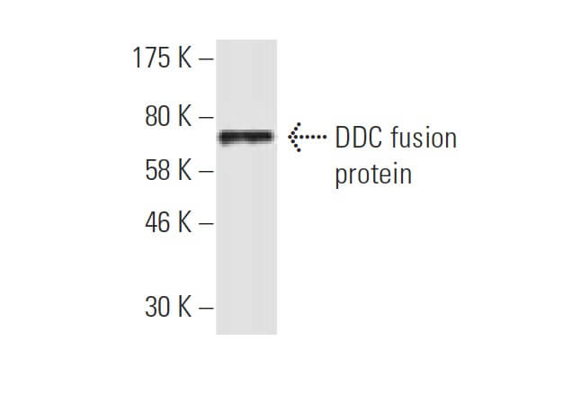 DDC Antibody (8E8) | SCBT - Santa Cruz Biotechnology