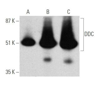 DDC Antibody (8E8) - Western Blotting - Image 368277 