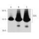 DDC Antibody (8E8) - Western Blotting - Image 368277 