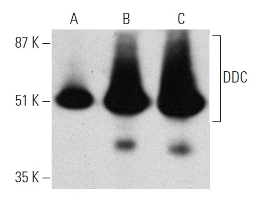 ddc-antibody-8e8-western-
