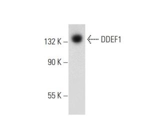 DDEF1 Antibody (B-10): sc-374410