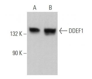 DDEF1 Antibody (B-10) - Western Blotting - Image 366589 