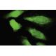 DDEF1 Antibody (P7Q) - Immunofluorescence - Image 35485