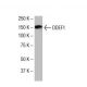 DDEF1 Antibody (P7Q) - Western Blotting - Image 33546 