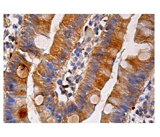 DDEF2 Antibody (C-9): sc-374323
