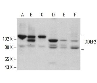 DDEF2 Antibody (C-9) - Western Blotting - Image 382760 
