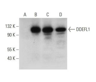DDEFL1 Antibody (C-3) - Western Blotting - Image 314063 