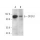 DDEFL1 Antibody (C-3) - Western Blotting - Image 371326