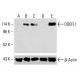 DDEFL1 Antibody (C-3) - Western Blotting - Image 415605