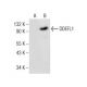 DDEFL1 Antibody (G-8) - Western Blotting - Image 281804