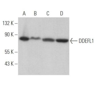DDEFL1 Antibody (G-8) - Western Blotting - Image 369917 