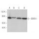 DDEFL1 Antibody (G-8) - Western Blotting - Image 369917 