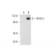 DDEFL1 Antibody (H-9) - Western Blotting - Image 145512