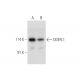 DDEFL1 Antibody (H-9) - Western Blotting - Image 316238 