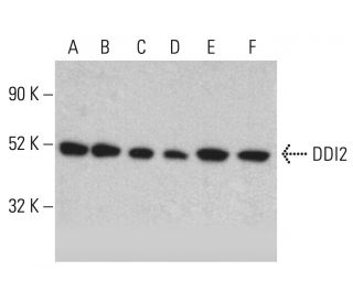 DDI2 Antibody (A-3) - Western Blotting - Image 401536 