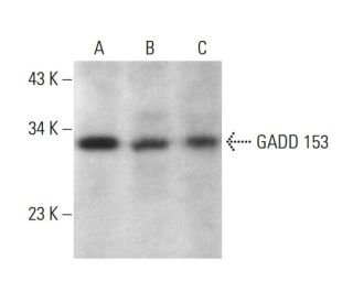 DDIT3/GADD153/CHOP Antibody (6D313) - Western Blotting - Image 379023SAM Transcription Activation: SAM system utilizing dCas9-VP64, MS2-P65-HSF1, and sgRNA for precise gene transcription activation.