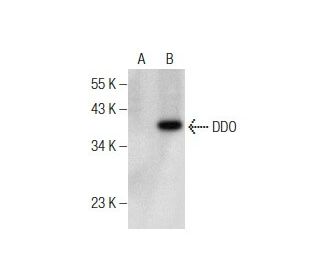 DDO Antibody (D-8) - Western Blotting - Image 158276