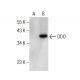DDO Antibody (D-8) - Western Blotting - Image 158276