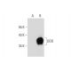 DDO Antibody (H-6) - Western Blotting - Image 138352