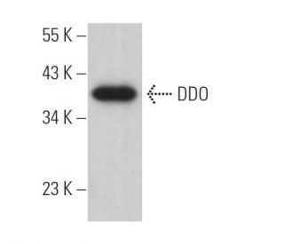DDO Antibody (H-6) - Western Blotting - Image 370083 