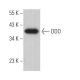 DDO Antibody (H-6) - Western Blotting - Image 370083 