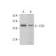 DDO Antibody (H-6) - Western Blotting - Image 383806 