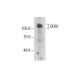 DDR1 Antibody (D-10) - Western Blotting - Image 287739 