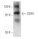 DDR1 Antibody (D-10) - Western Blotting - Image 354307