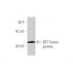 DDT Antibody (1G1) - Western Blotting - Image 348467