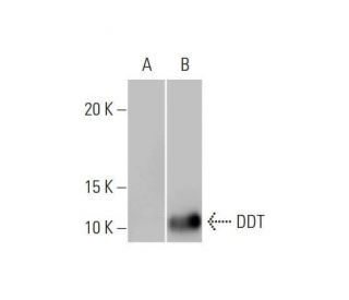 DDT Antibody (1G1) - Western Blotting - Image 352106 