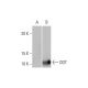 DDT Antibody (1G1) - Western Blotting - Image 352106 