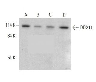 DDX11 Antibody (F-10) - Western Blotting - Image 344294 