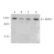 DDX11 Antibody (F-10) - Western Blotting - Image 344294 