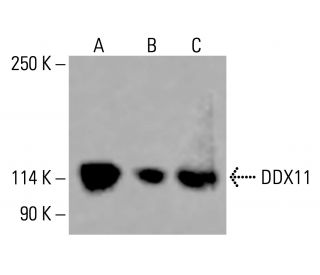 DDX11 Antibody (F-10) - Western Blotting - Image 415880