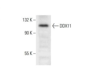 DDX11 Antibody (F-2) - Western Blotting - Image 294840 