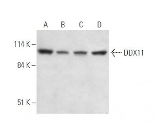 DDX11 Antibody (C-10) - Western Blotting - Image 344292