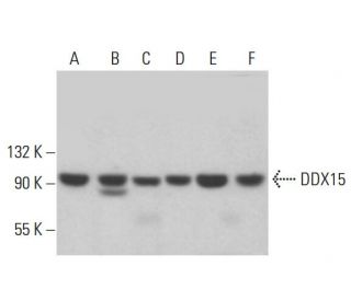 DDX15 Antibody (E-6) - Western Blotting - Image 382607