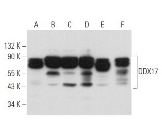 DDX17 Antibody (C-9) - Western Blotting - Image 357997 