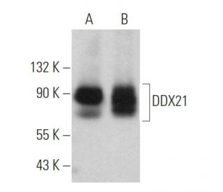 DDX21 Antibody (D-8) - Western Blotting - Image 360805 