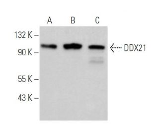 DDX21 Antibody (F-5) - Western Blotting - Image 374162 