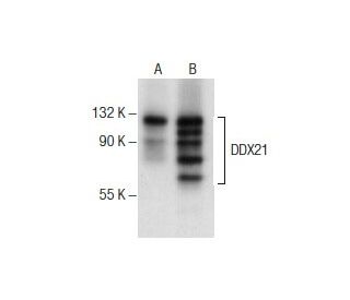 DDX21 Antibody (F-6) - Western Blotting - Image 156440 