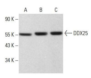DDX25 Antibody (F-10) - Western Blotting - Image 379513 