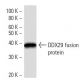 DDX29 Antibody (2269C1) - Western Blotting - Image 16618