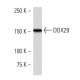 DDX29 Antibody (2269C1) - Western Blotting - Image 16619 
