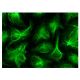 DDX29 Antibody (F-1) - Immunofluorescence - Image 142974 
